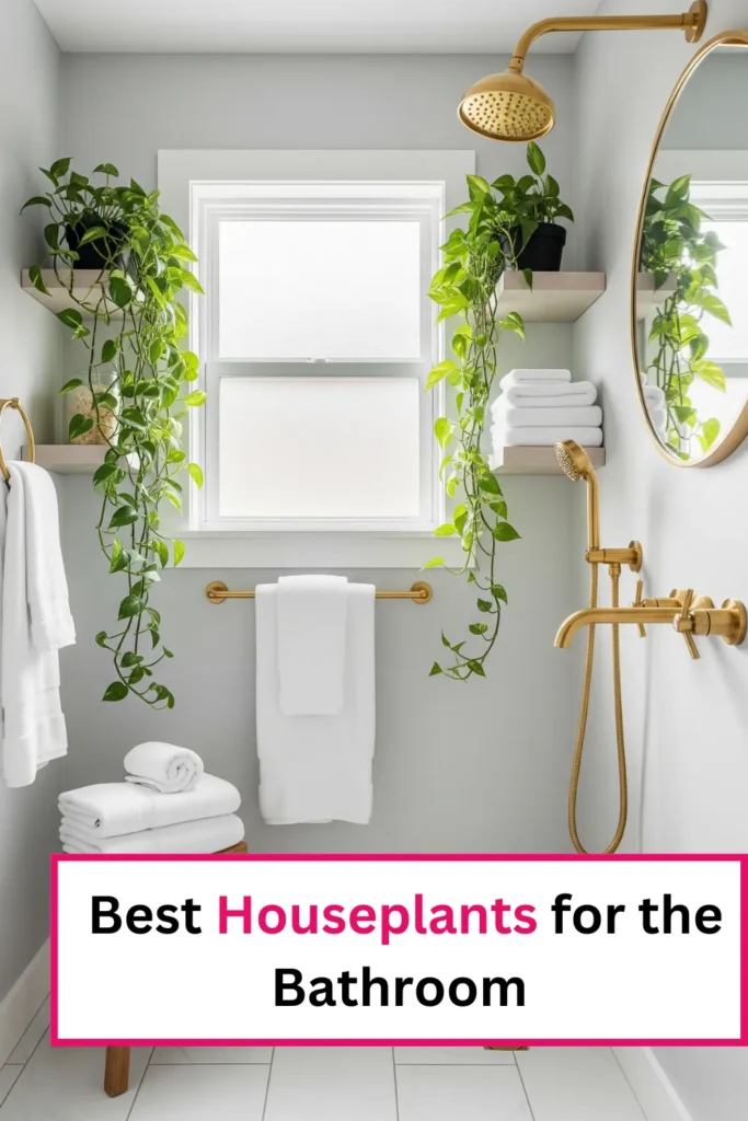 Houseplants for bathroom
