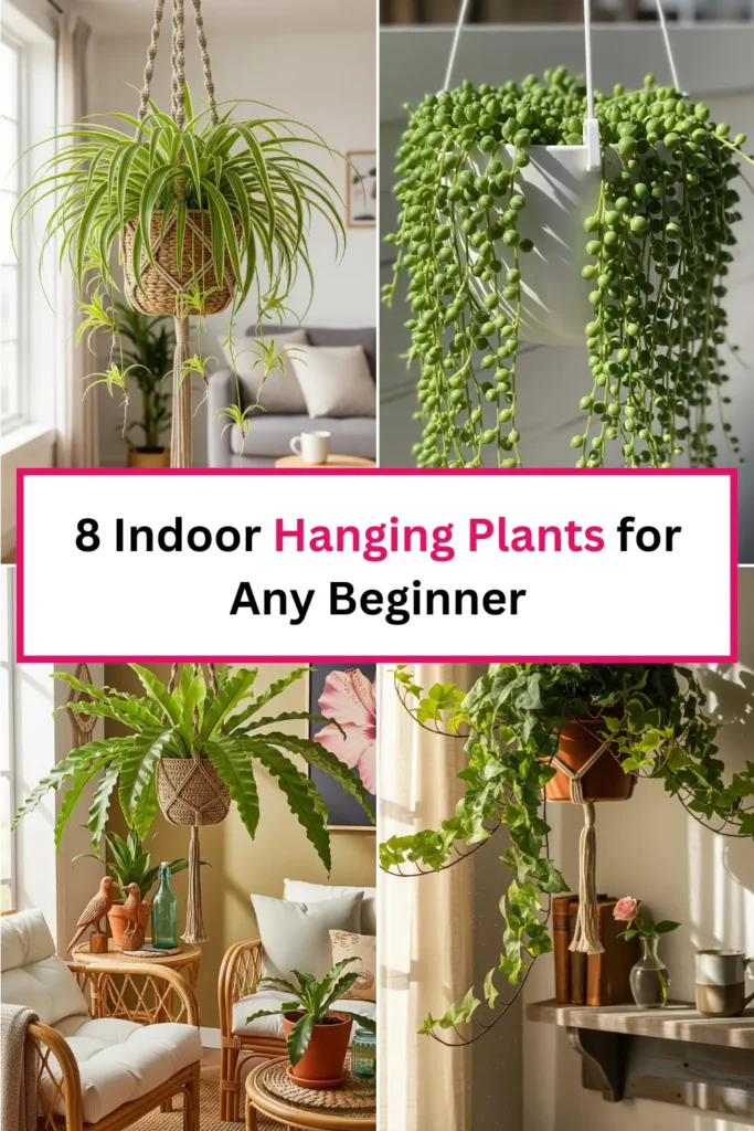 Hanging Plants