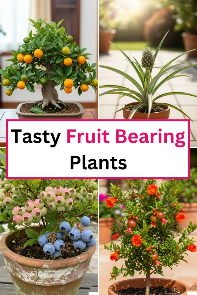 Fruit Bearing House Plants
